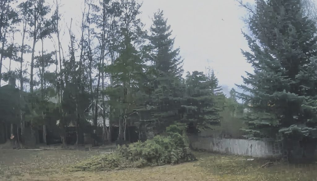 The pine tree that came down in the backyard, an entry in my granddaughter's journal.